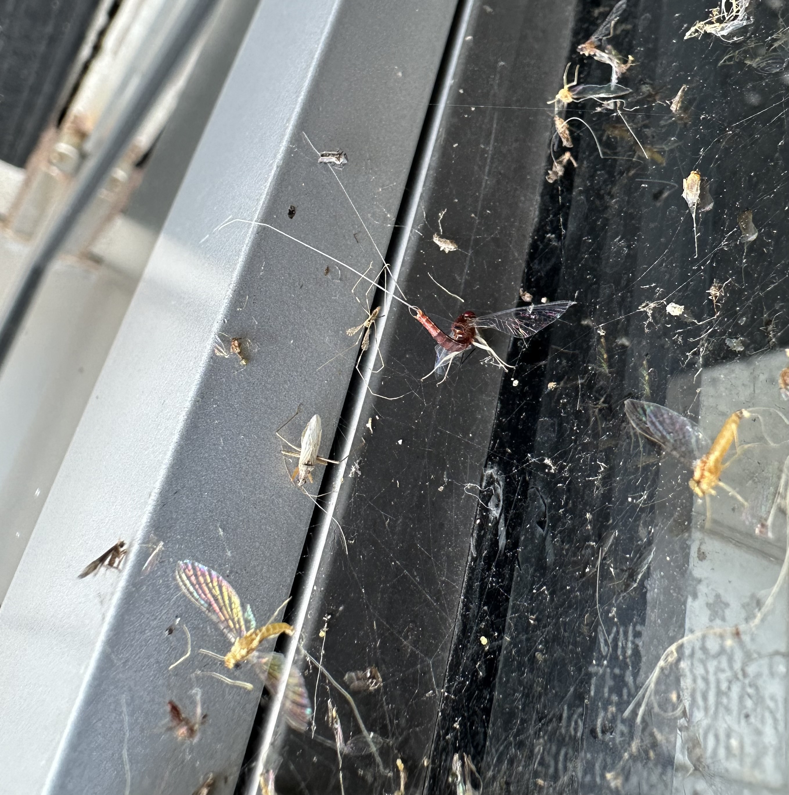 IMG_0506.jpeg